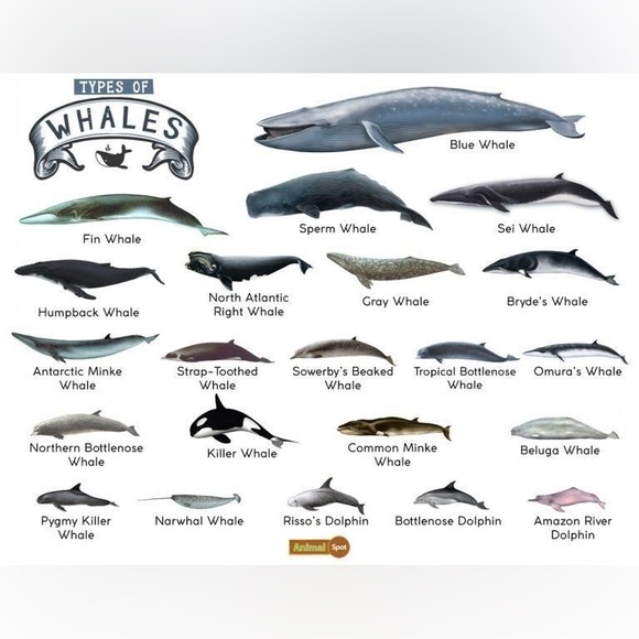 $2 Whale keychain blue or white $2 WITH ANY $10 ORDER OR MORE - Picture 11 of 16